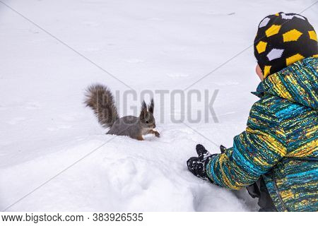 A Little Boy In Winter Feeds A Squirrel With A Nut. Cute Little Boy Feeding Squirrel At Winter Park
