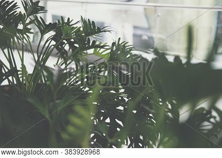 Green Monstera Leaves. Philodendron Split Leaf.