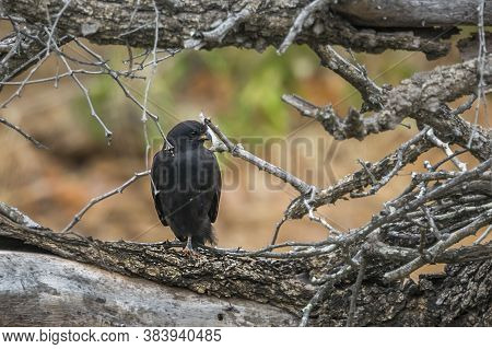 Gabar Goshawk In Kruger National Park, South Africa ; Specie Micronisus Gabar Family Of Accipitridae
