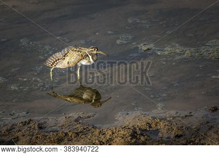 Greater Painted-snipe Spreading Wings With Reflection In Kruger National Park, South Africa ; Specie