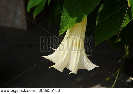 Thorn Apple, Jimson Weed Is Looks Like A Speaker Are Blooming In The Garden