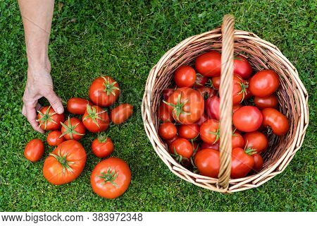 Top View Of Woman Farmers Hands Holding Harvested Ripe Tomatoes, Basket With Freshly Picked Tomatoes