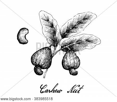 Illustration Of Hand Drawn Sketch Fresh Cashew Nut On A Branch With Roasted Cashew Nuts, Good Source