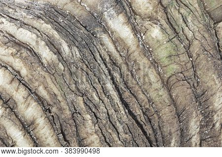 Abstract Natural Pattern Of Ram Horn, Macro Image