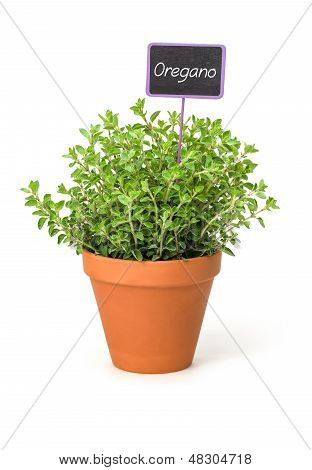 Origano in una pentola di terracotta con un'etichetta in legno