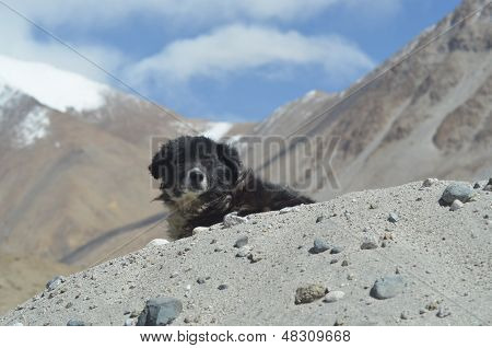 Dog in inhospitable climate