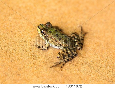 stora gröna grodan sitta på våt sand
