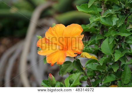 Yellow Flowers