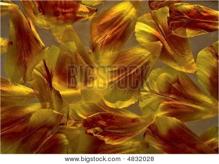 Tulipan tło Pettals