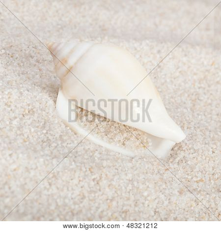 Elegantní mušle na Sandy Beach