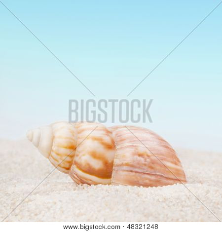 Elegantní mušle na Sandy Beach
