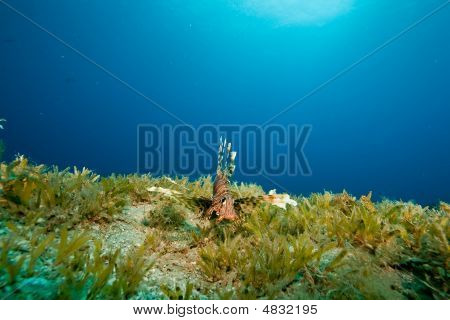 Pesci scorpione e Seagrass