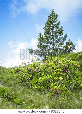 Un'immagine di un paesaggio bello a Beatenberg Svizzera
