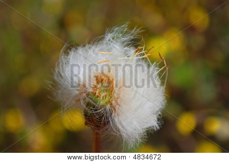 Blomma maskros