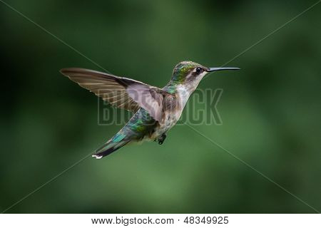 Colibrì