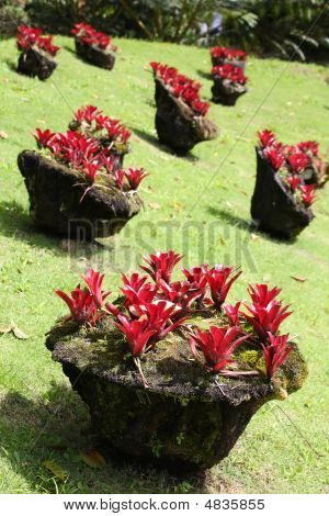 Bromelien