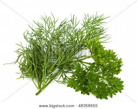 dill isolated on white., condiment, vertical, potherb,