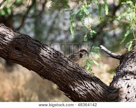 Male Sparrow