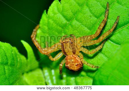 Krabba spindel
