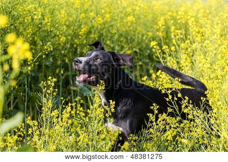 Cane di fattoria in un campo di colza