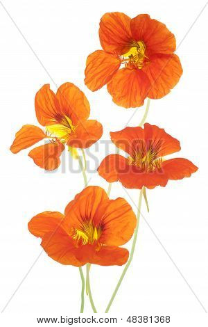 Nasturtium