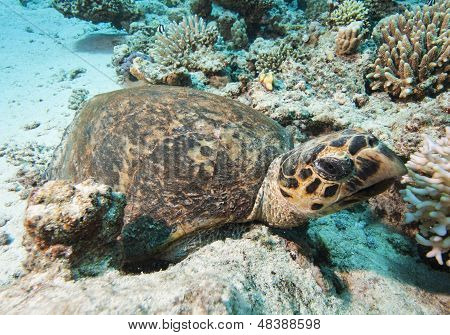 Hawksbill Turtle Resting On The Seabed