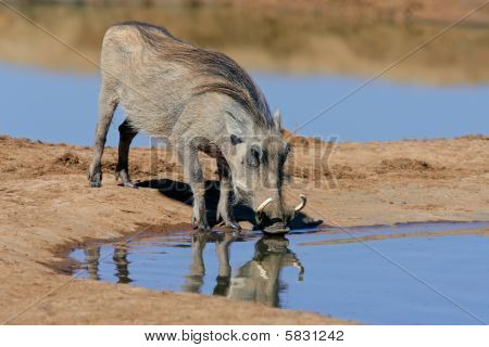 멧돼지 마시고, 남아 프리 카 공화국