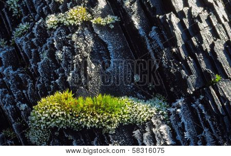 Frozen Bark  With Moss