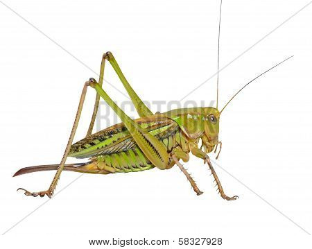 Grasshopper