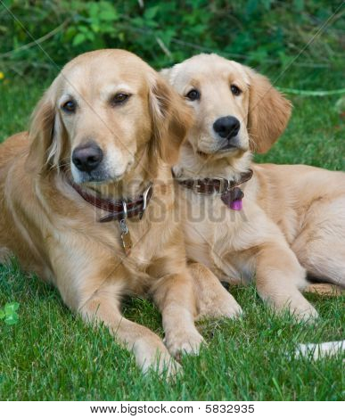 Golden retrievere