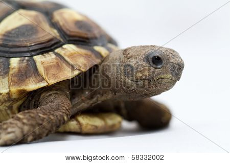Young Turtle On A White Background