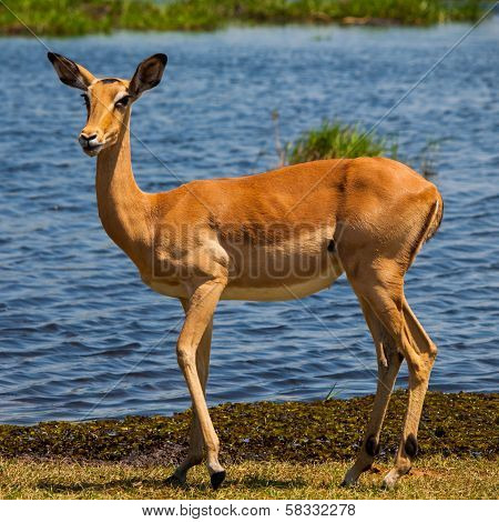Impala At Waterhole