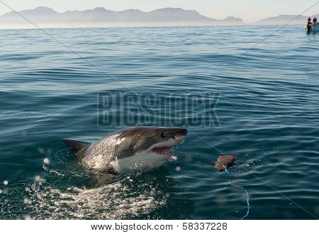 Great White Shark (carcharodon Carcharias) Attack