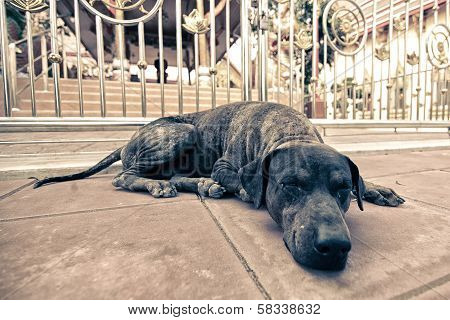sad Dog