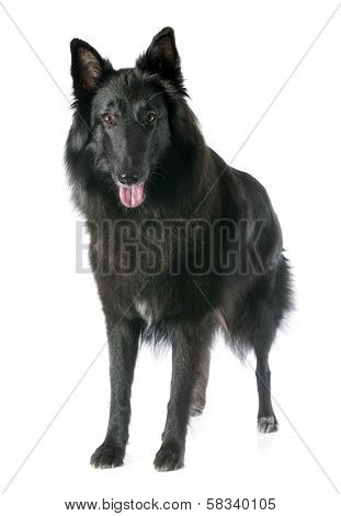 Groenendael