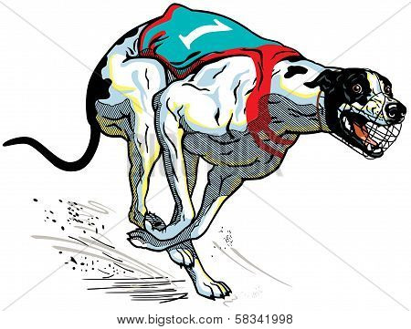 Greyhound Racing Dog