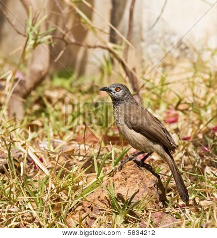Babbler marrón