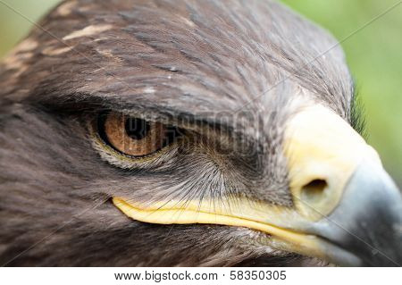 Steppe Eagle