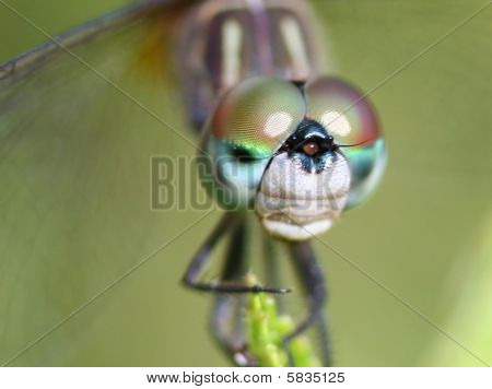 Tlačítko nosem Dragonfly