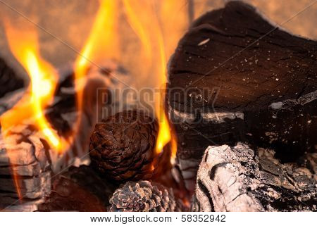 Burning Wood and Cones