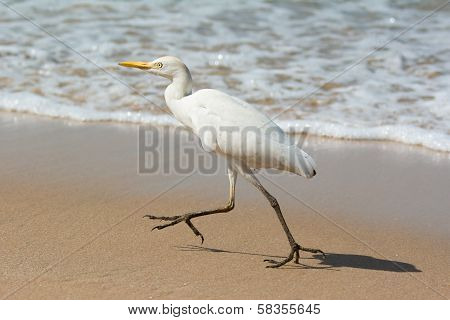 Cattle Egret Running On The Beach