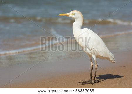 Cattle Egret Standing On The Beach