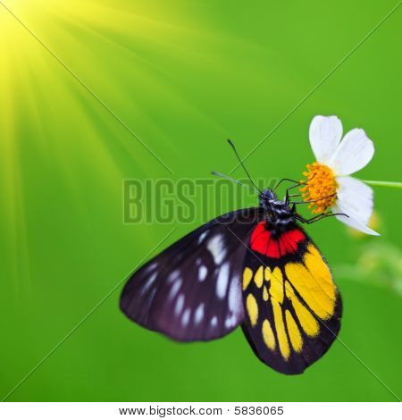 Sommerfugl