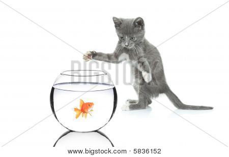 Gato perseguindo um peixe em uma tigela
