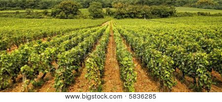 Vinice v Burgundsku