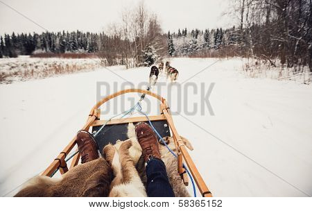 Sled dogs in Central Finland