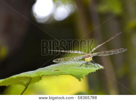 Dragonfly On The Sheet