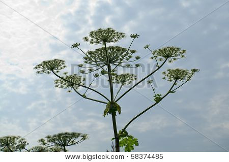 Cowparsnip Flower Against The Sky