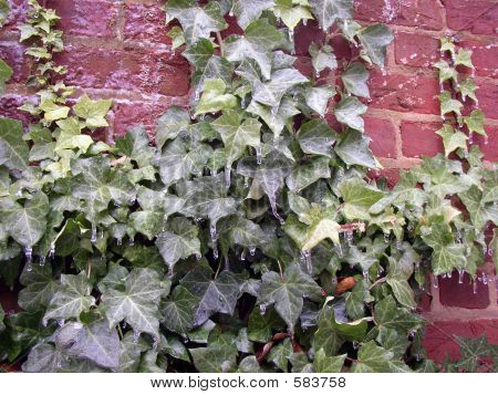 Lierre de mur de brique