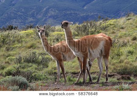 Two Guanacos In Torres Del Paine